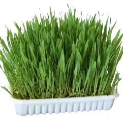 Hierba cultivable para roedores - 100 g