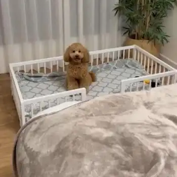 Cama Sofá Para Perros Grandes Wonderwoof, Elevada Hecha De Madera De Haya