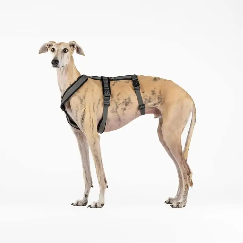 Arnés de 3 Puntos Antiescape Antitirones - Ideal para Lebreles: Galgo Italiano, Whippet, Galgo, Podenco - Seguro, Transpirable y Duradero - Perfecto para Caminar, Entrenar y Correr - ANTRACITA, S