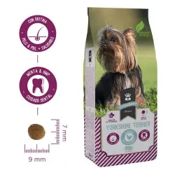 Criadores Yorkshire Terrier pienso para perros